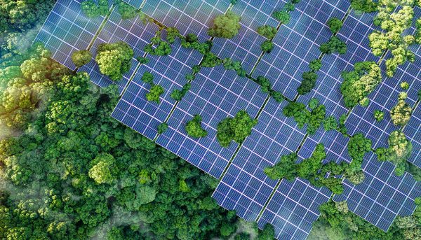 Nature and Biodiversity for Investors